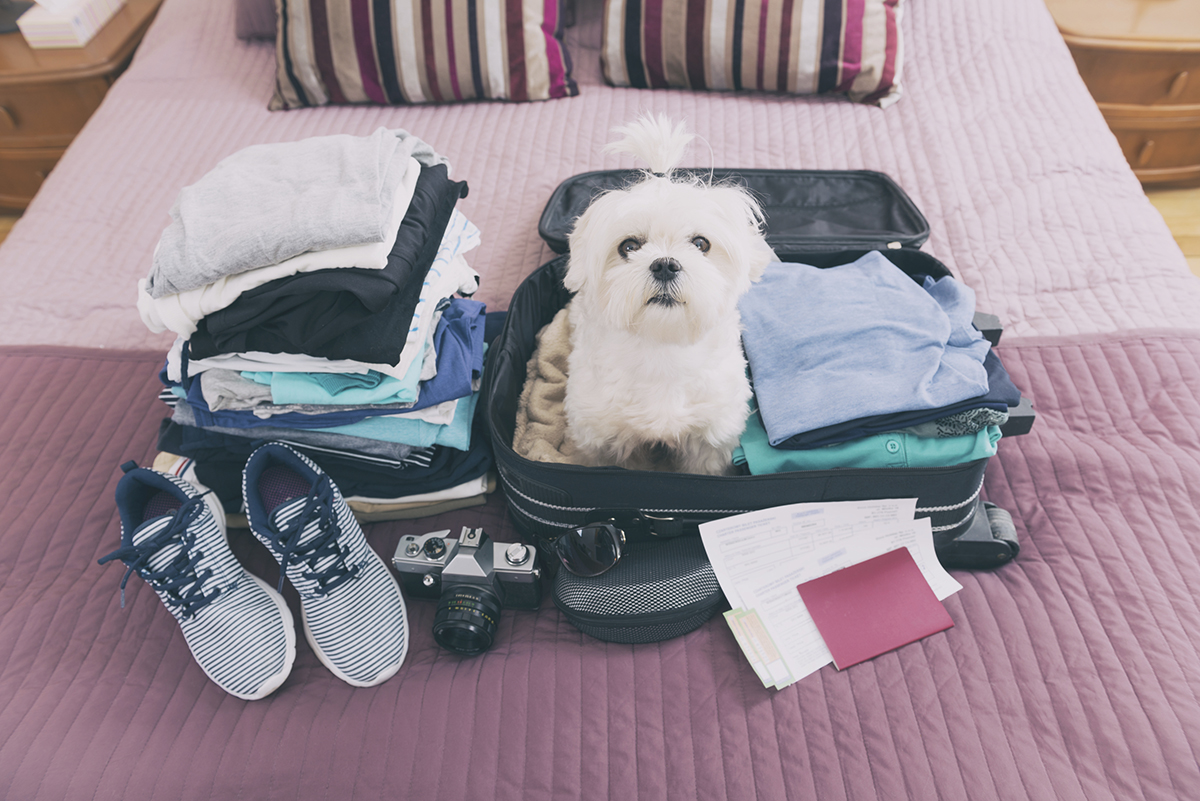 Small dog maltese sitting in the suitcase or bag wearing sunglasses and waiting for a trip